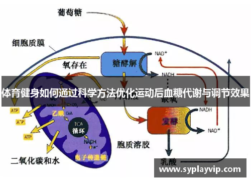 体育健身如何通过科学方法优化运动后血糖代谢与调节效果